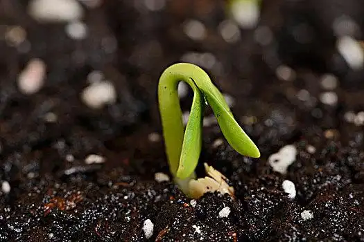 发芽种子图片_发芽种子图片大全_发芽种子图片素材