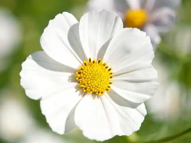 白色的花大波斯菊-摄影高清壁纸