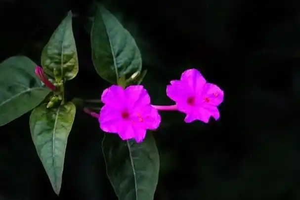 夜来香什么时候开花