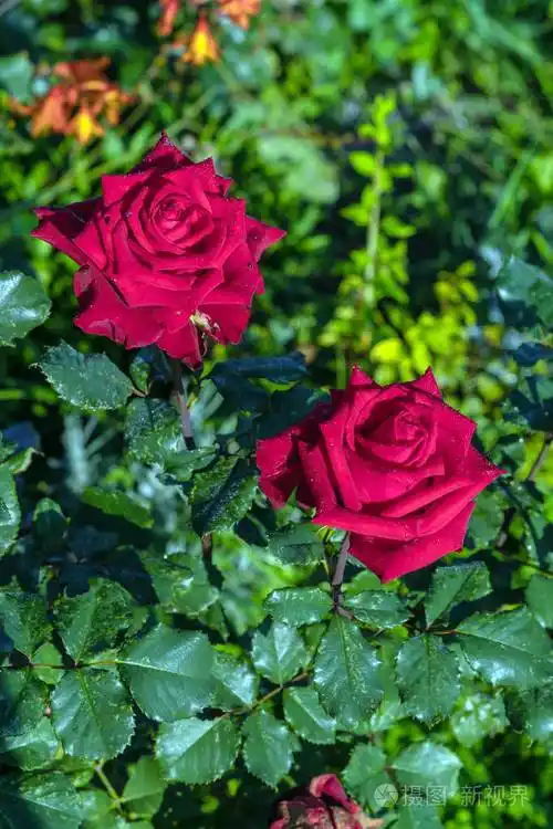 玫瑰花图片真实照片(地里玫瑰花图片真实照片)
