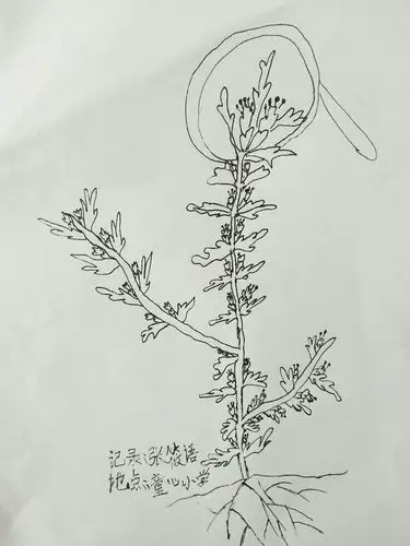 自然童心植物图鉴之益母草