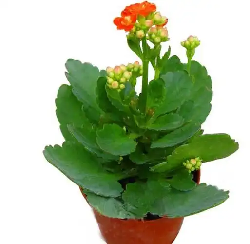 长寿花-最适合家庭养殖的绿植花卉排行榜