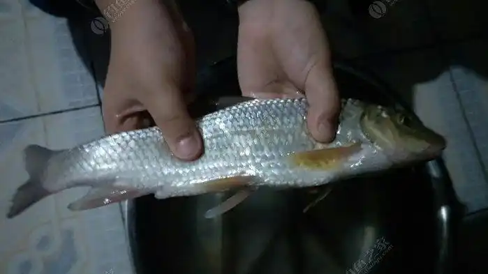 这鱼嘉陵江上游比较常见,当地钓友称"尖嘴子",不知学名叫啥?