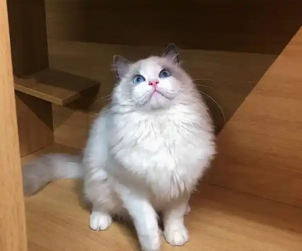 1n猫舍标价是全款  蓝色双色布偶猫种公纯种长毛活体赛级血统猫咪
