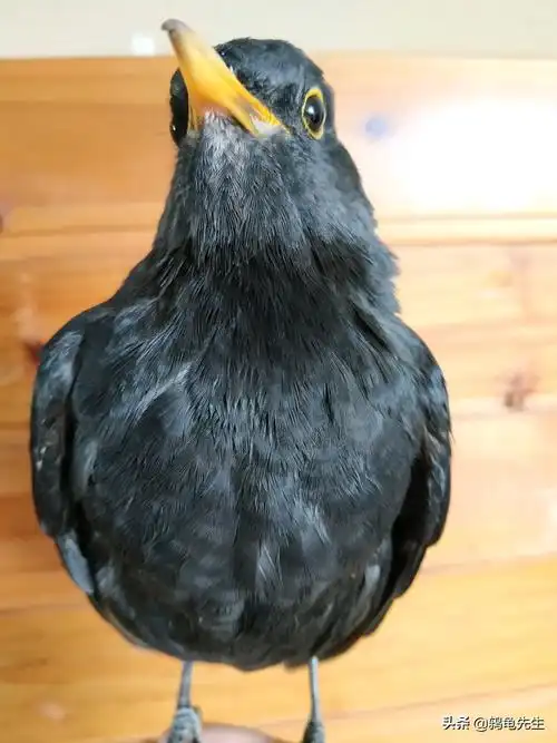 乌鸫雏鸟公母分辨图解(把握3个变化准确区分乌鸫雌雄)-七暖网