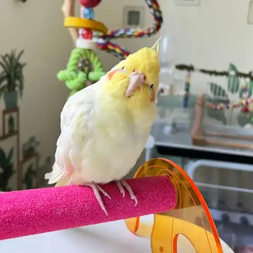 【转载 治愈】鹦鹉羽虱羽螨的治疗笔记