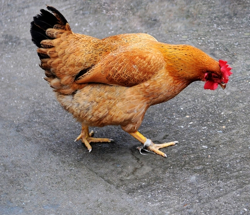 红宝鸡动物