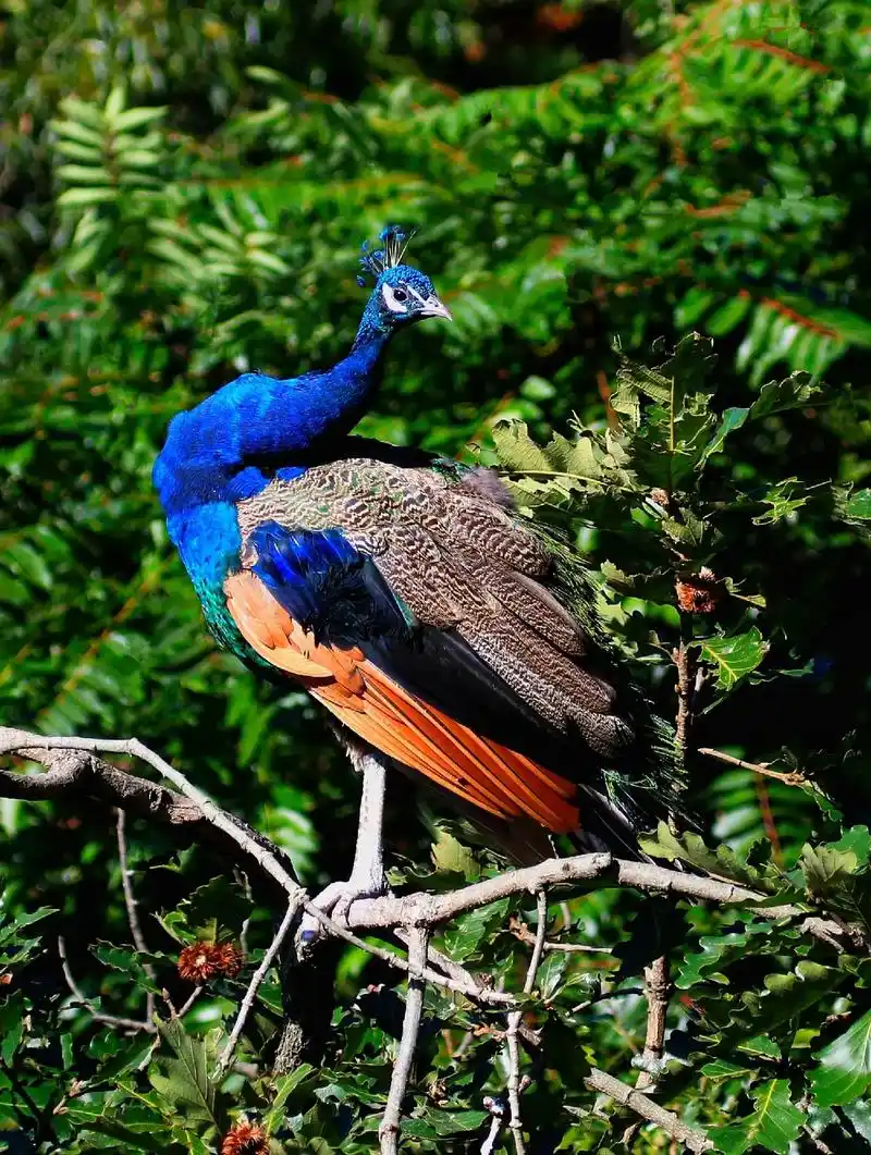 大连老虎滩随拍(蓝孔雀) - 抖音