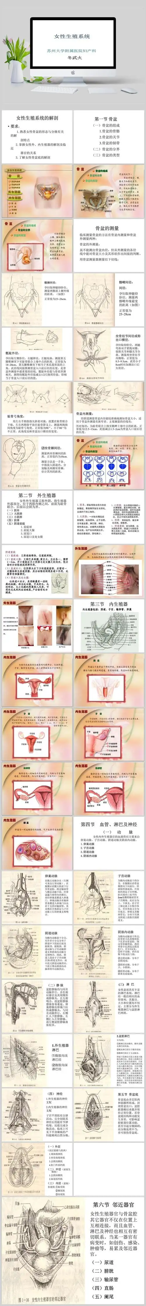 内部教学资料-女性生殖系统ppt模板