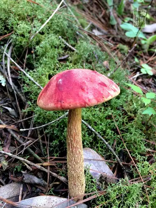 红蘑菇