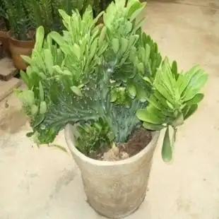 防辐射花卉盆栽麒麟掌金麒麟玉麒麟帝国缀化仙人掌~净化空气达人