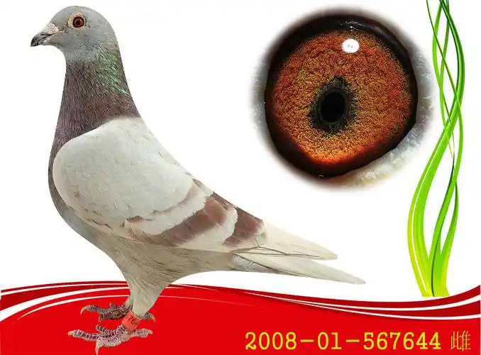 詹森红狐731金母 保证金级 拍卖