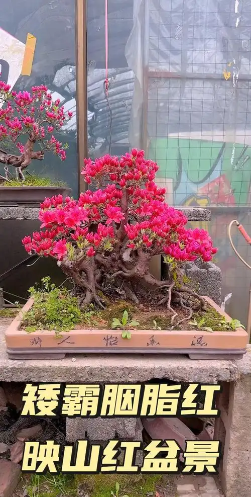 映山红盆景 胭脂红 花开富贵