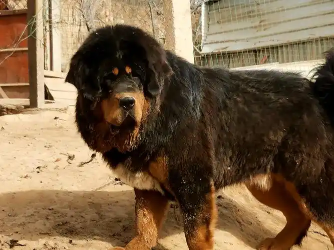 从千万猛犬到路边弃狗,藏獒的兴衰背后,隐藏着什么