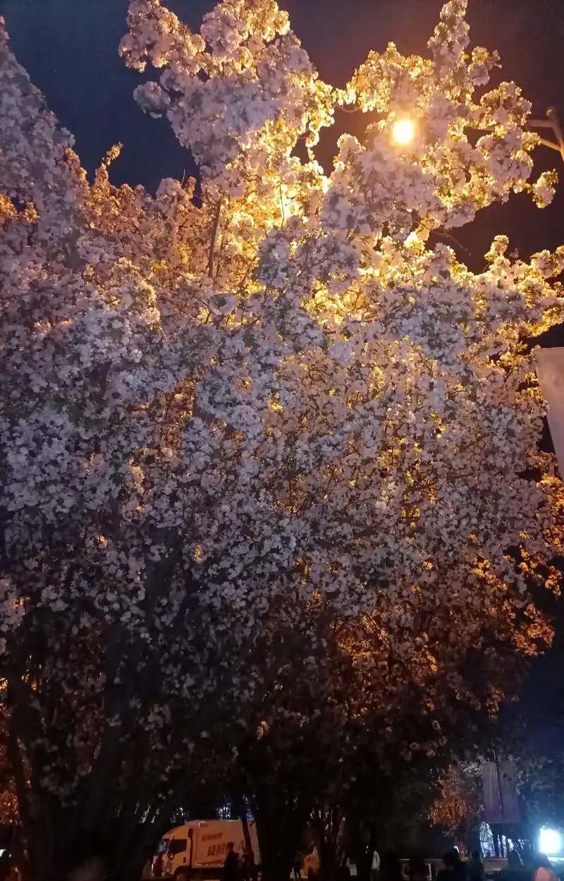 凌晨四点半,海棠花未眠