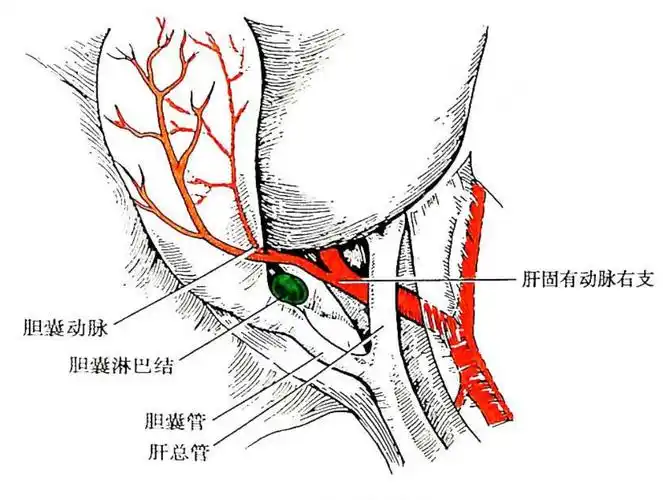 胆囊的小静脉汇成1-2条静脉经胆囊颈部汇入肝内门静脉分支.