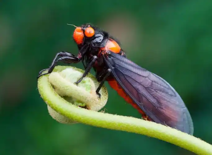 黑翅红蝉是蝉科的一种动物.