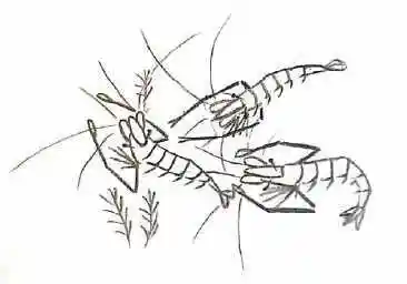 齐白石画虾的手抄报