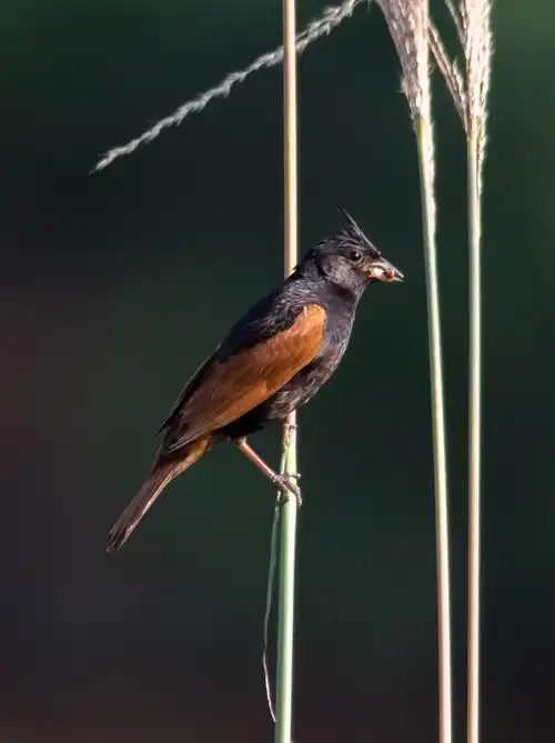 凤头鹀  crested bunting    emberiza lathami   雀形目  鹀科