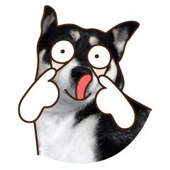 【微信表情——呆b黑 第二期