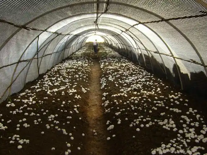 蔬菜田或葡萄架下种平菇,学会了这些栽培管理技巧,经济效益翻倍