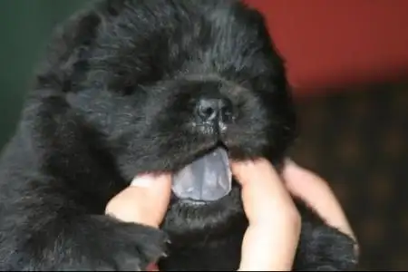 另外你看看它的舌头是什么颜色的,纯的是黑紫色的