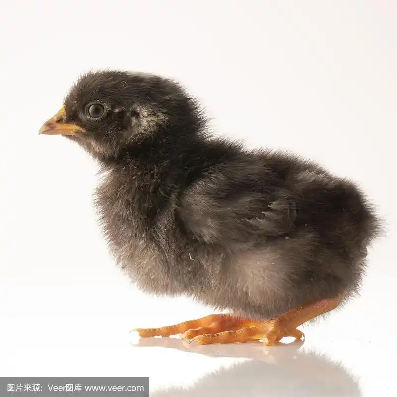 白色背景上的小黑鸡.