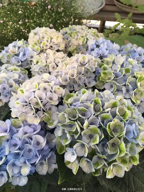 绣球花期还挺长