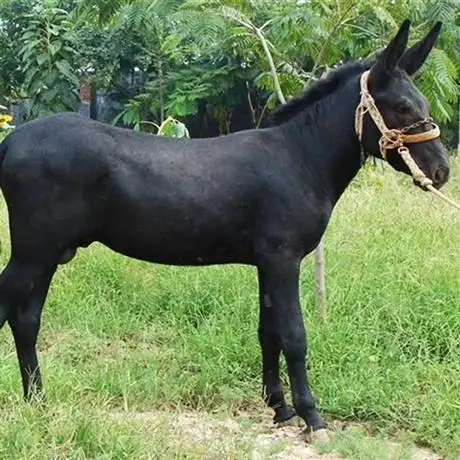 肉驴厂家批发 石家庄驴苗 批发