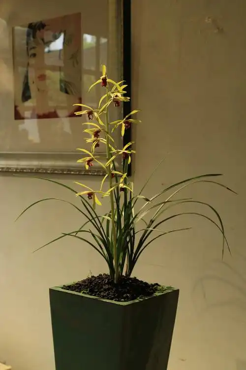 第五届郭庄蕙兰精品展开幕