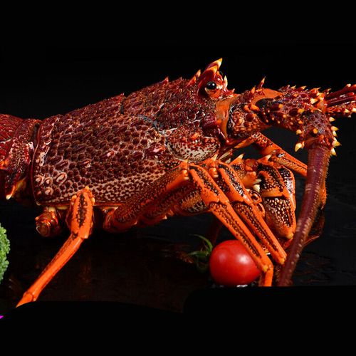 1450g只鲜活澳龙澳大利亚大龙虾奥龙龙虾整只