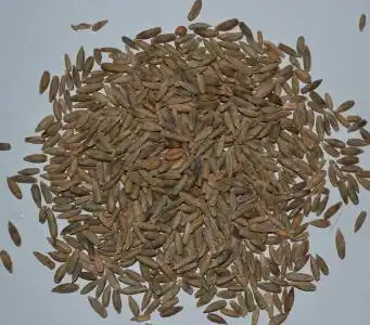 广州甜象草种子哪里有卖