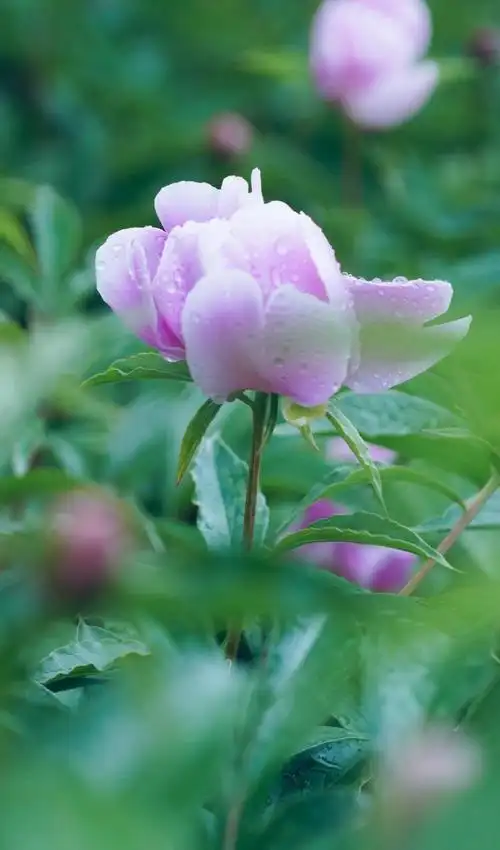 鲜艳唯美的花朵,图片大全,高清,图库-回车桌面