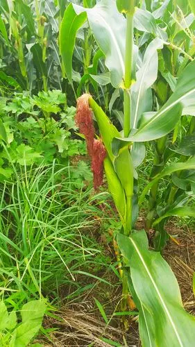 玉米花,德州二十四节气植物. - 民俗村 - 图虫