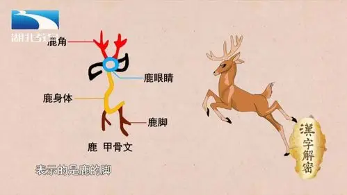 "鹿"字在甲骨文中是个象形字,描摹的是一只雄性的鹿.