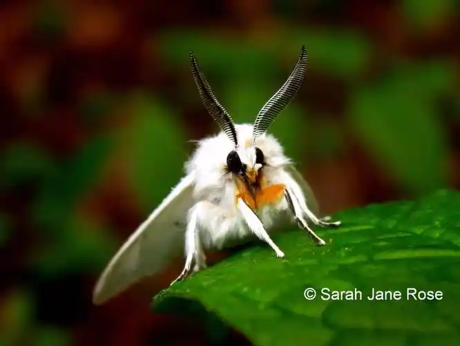 为灯蛾科里最常见的小白蛾子造型,头胸部毛茸茸的,看上去很可爱,前足