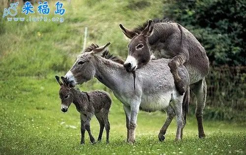 这对夫妻真不要脸,在孩子面前干那事_动物图片_来福岛爆笑娱乐网