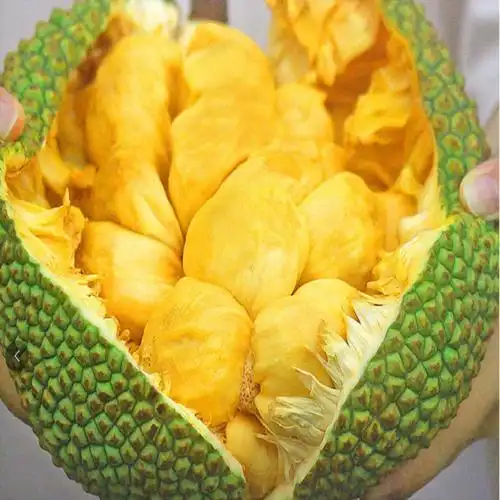 海南榴莲蜜应当季新鲜热带水果软糯香甜手撕3-5斤