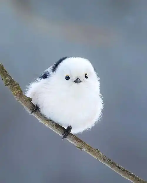 或许,你们喜欢肥啾吗?