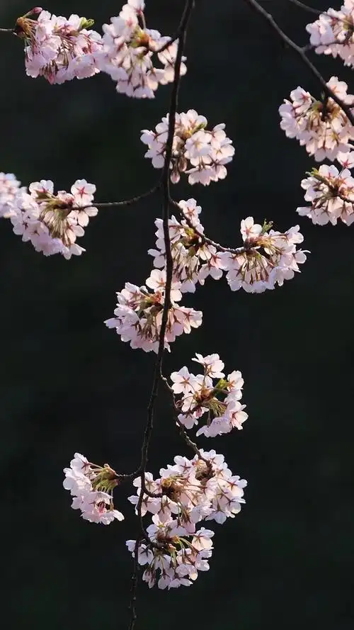 粉色樱花,树枝,花朵,春天 iphone 壁纸