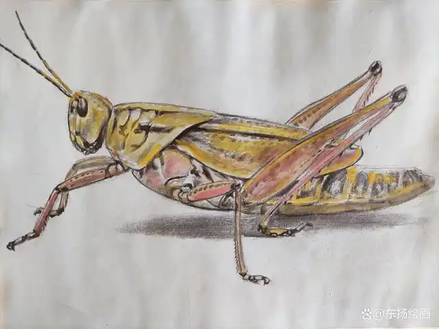 素描创意写生画,画一只可爱的蚂蚱,这也太漂亮了