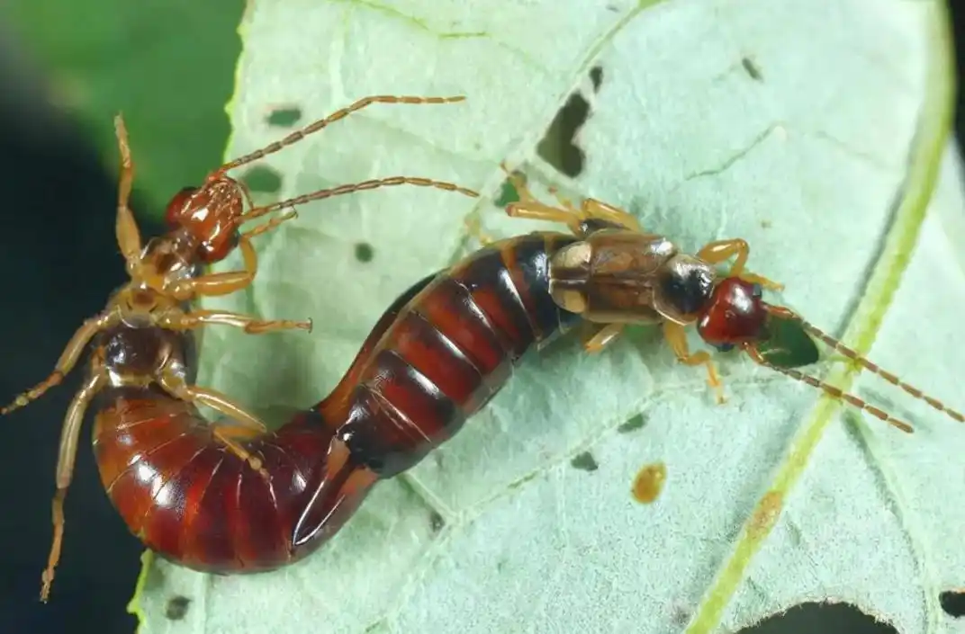 家里的蠼螋是怎么来的蠼螋有毒吗