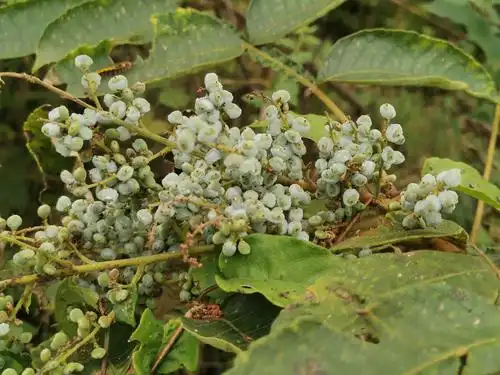 抓拍到珍贵黄芩药植物的果实真的好美