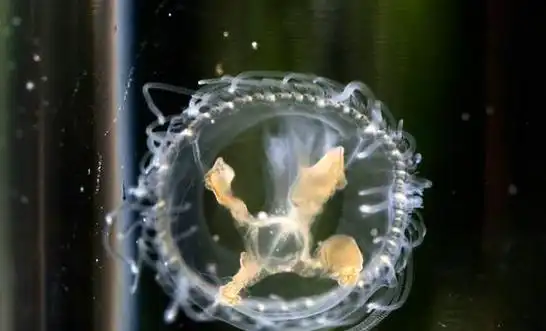 自家鱼池突然出现5亿年前的鱼专家告诉大爷你家水质太好了