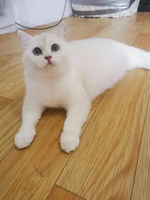 可绝育出售可出繁育权.#吸猫  #英短