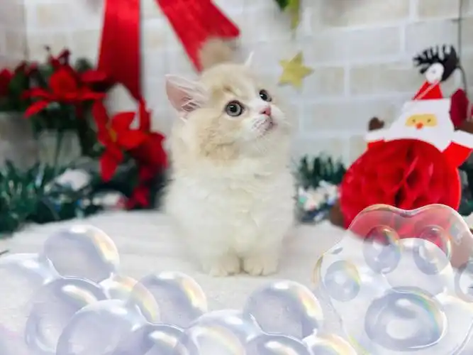 超可爱极短足奶油加白小短腿