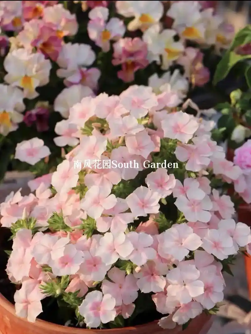 福禄考种子四季开花庭院阳台盆栽芝樱花卉.#爱生活爱养花 #欢 - 抖音