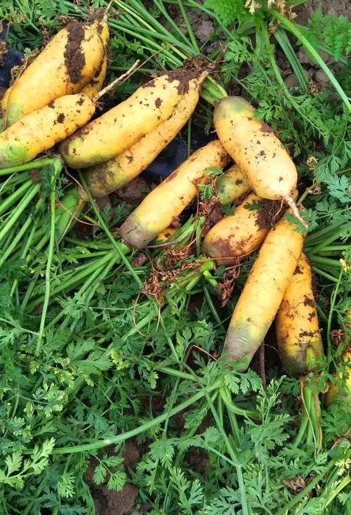 黄胡萝卜新鲜蔬菜新疆手抓饭胡萝卜5斤10斤包邮