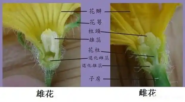 黄瓜的花有哪些特点?