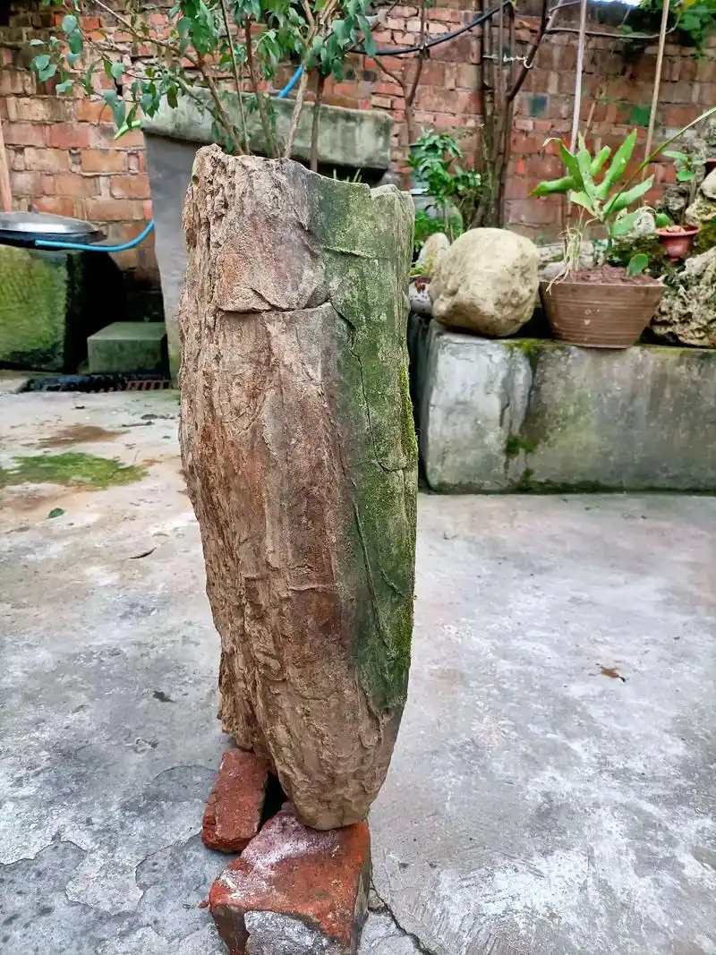 树化石又称木化石,硅化木.它是由树木演化而成.大约在1.5亿 - 抖音